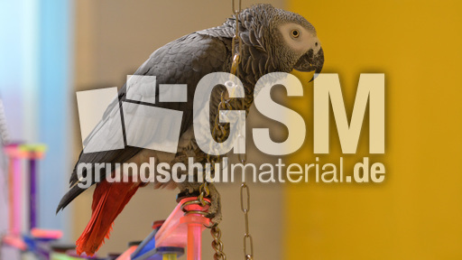 Kongo-Graupapagei (1).jpg